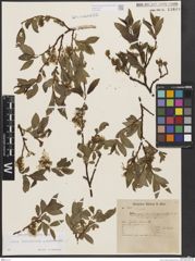 Foto von Salix breviserrata Flod. x Salix mielichhoferi Saut.